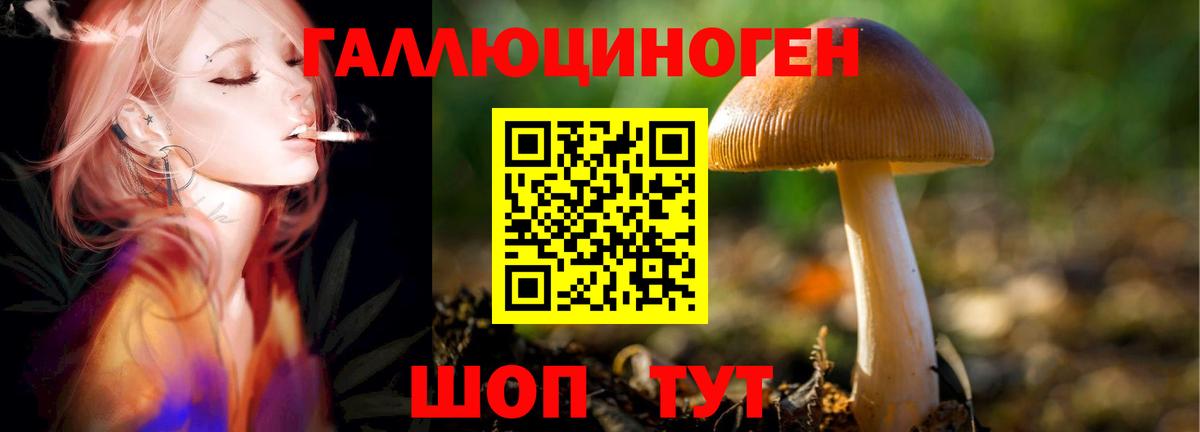 Псилоцибиновые грибы прущие грибы  Псилоцибиновые грибы Cubensis  Вход с VPN  Горячий Ключ 